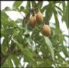 Horse Chestnut P.E.